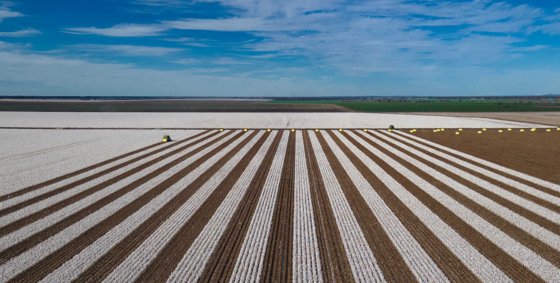 Cotton field being harvested